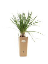 Tulbaghia violacea