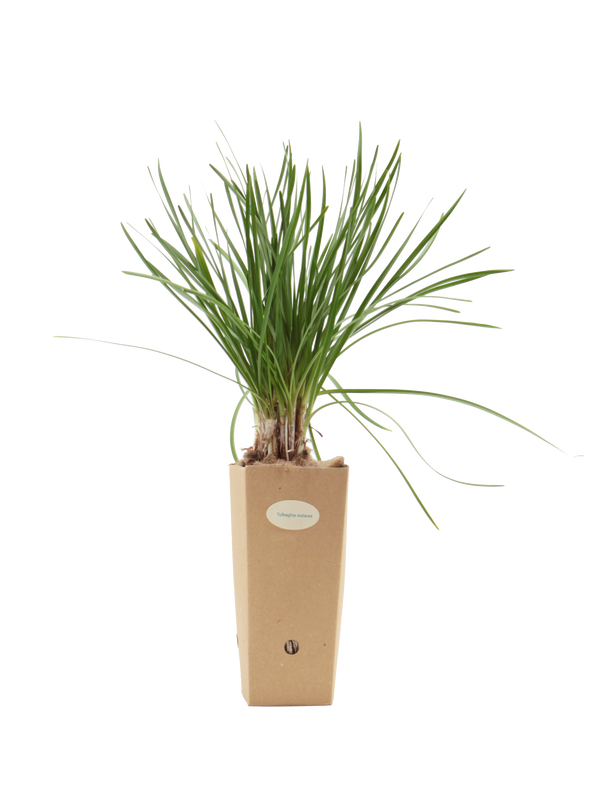 Tulbaghia violacea