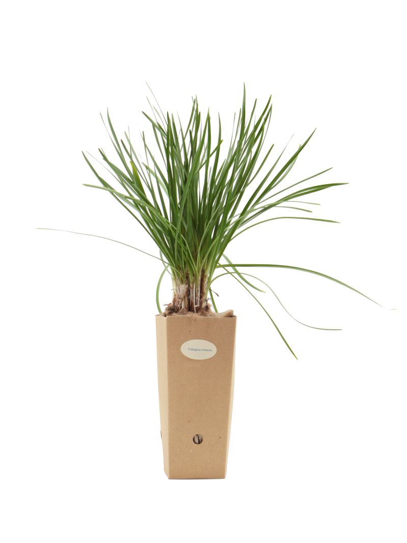 Tulbaghia violacea
