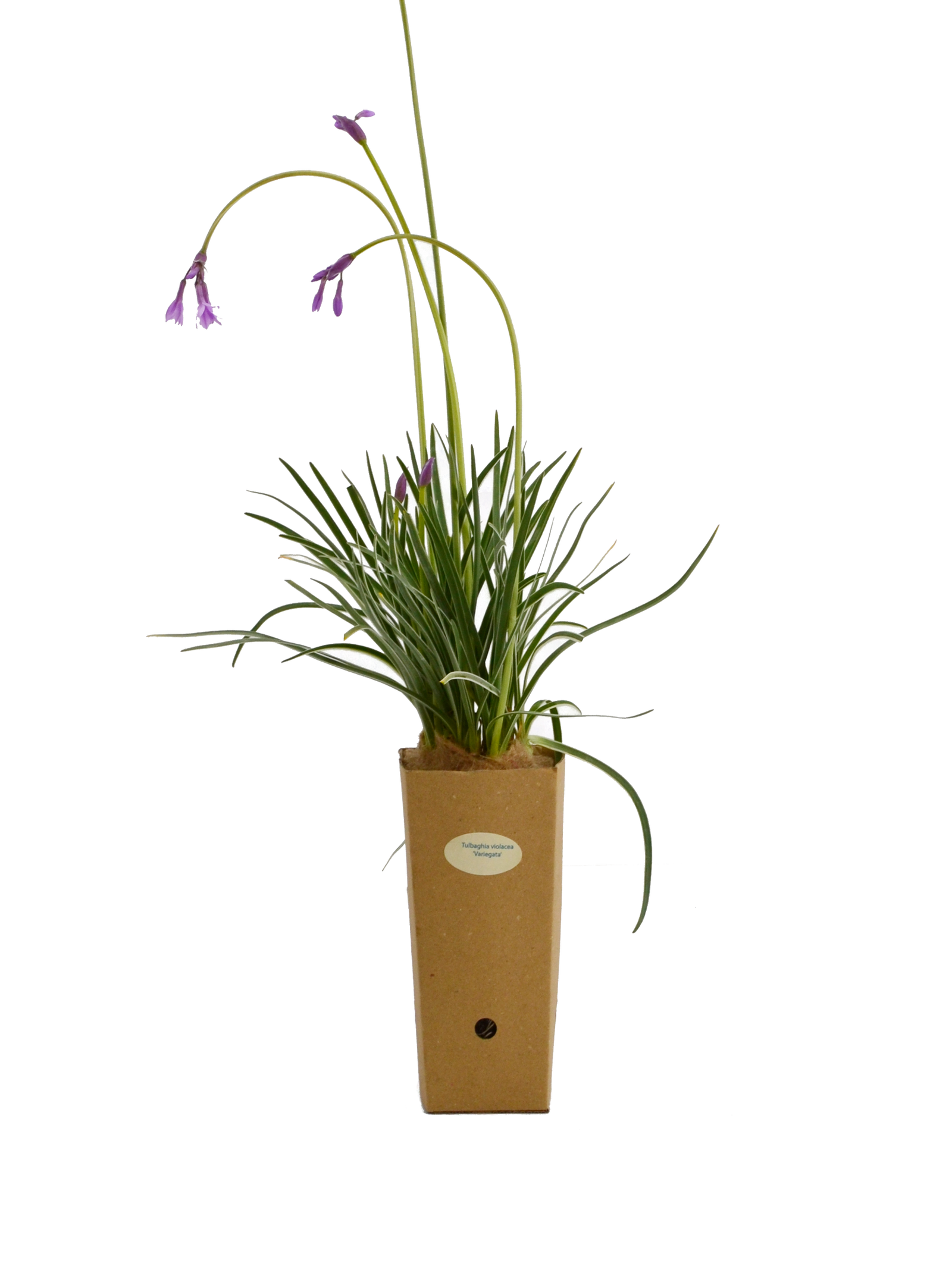 Tulbaghia violacea 'Variegata'