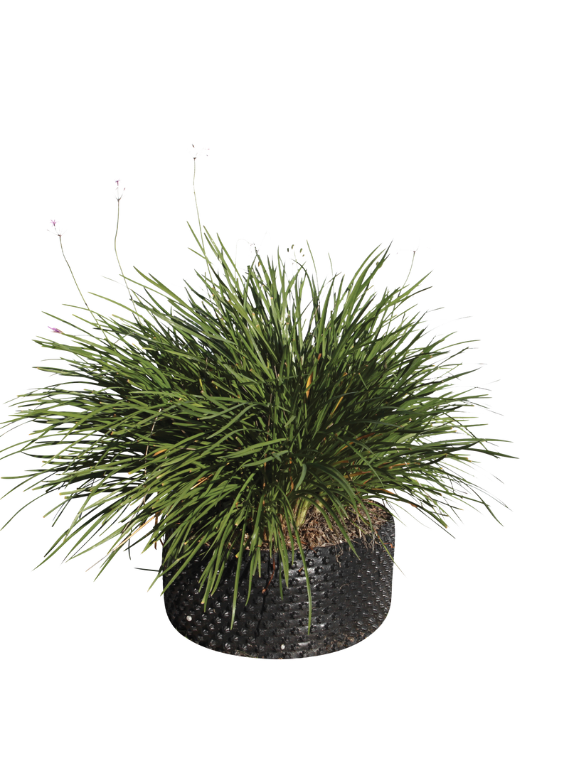 Pianta di Tulbaghia violacea in vaso R50