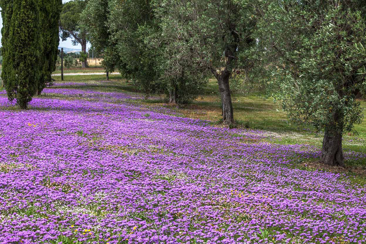 Prato di Verbena hybrida in fiore