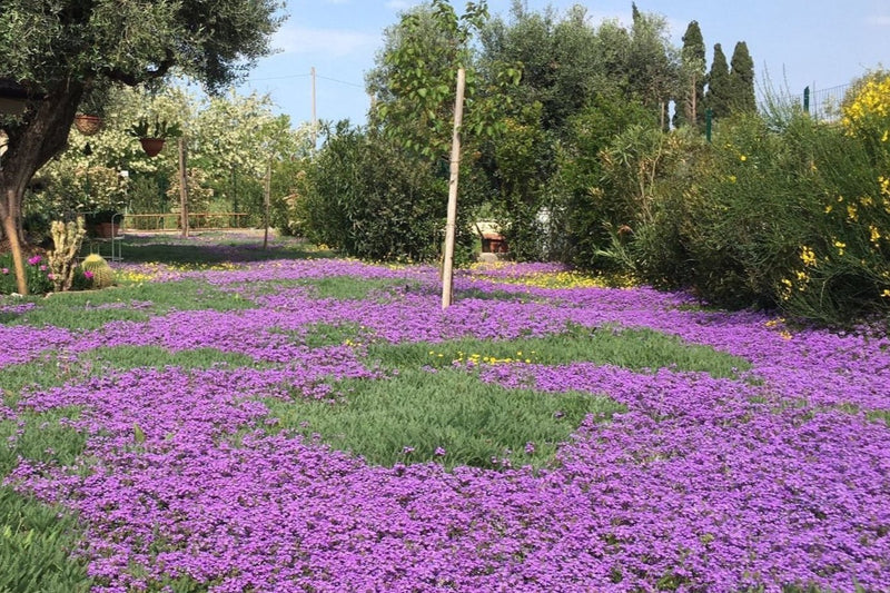 Verbena hybrida con Achillea e Cotula