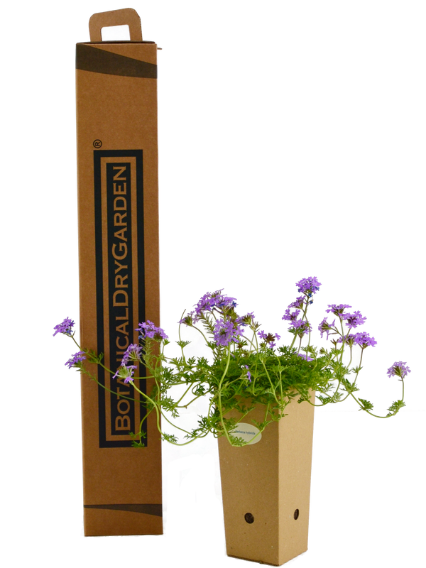 Verbena hybrida