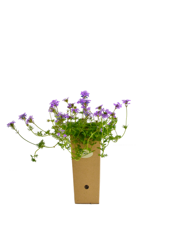 Verbena hybrida