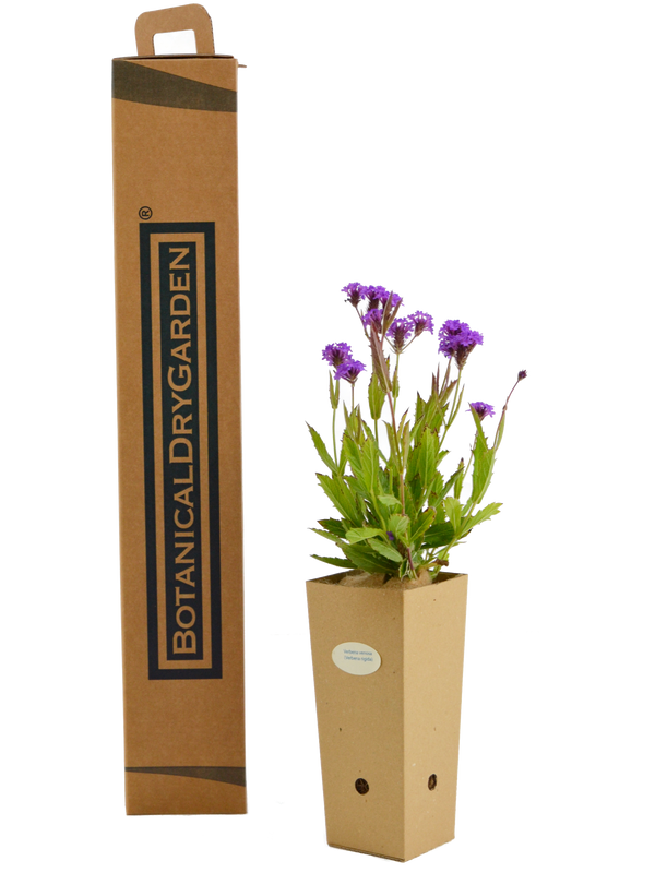 Verbena venosa (Verbena rigida)