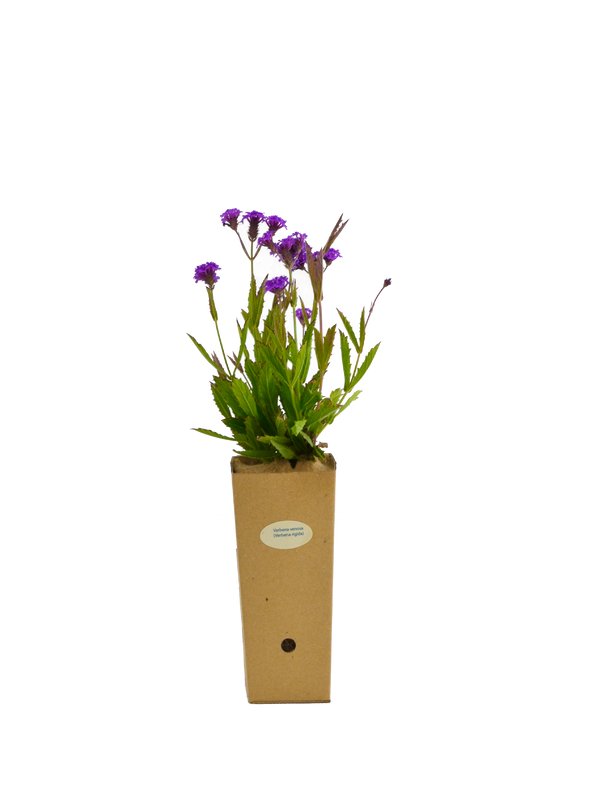 Verbena venosa (Verbena rigida)
