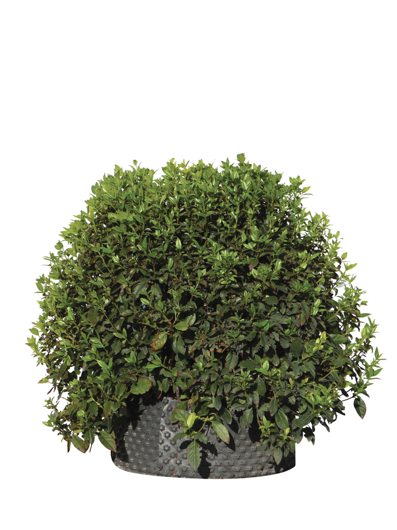 Pianta di Viburnum tinus 'Eve Price' in vaso R50
