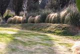 Prairies sèches
