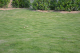 Césped de Zoysia tenuifolia