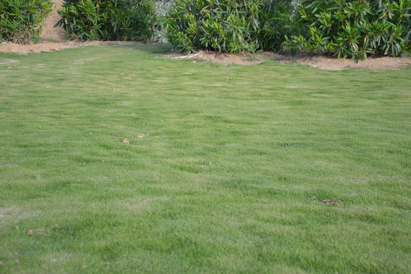 Césped de Zoysia tenuifolia
