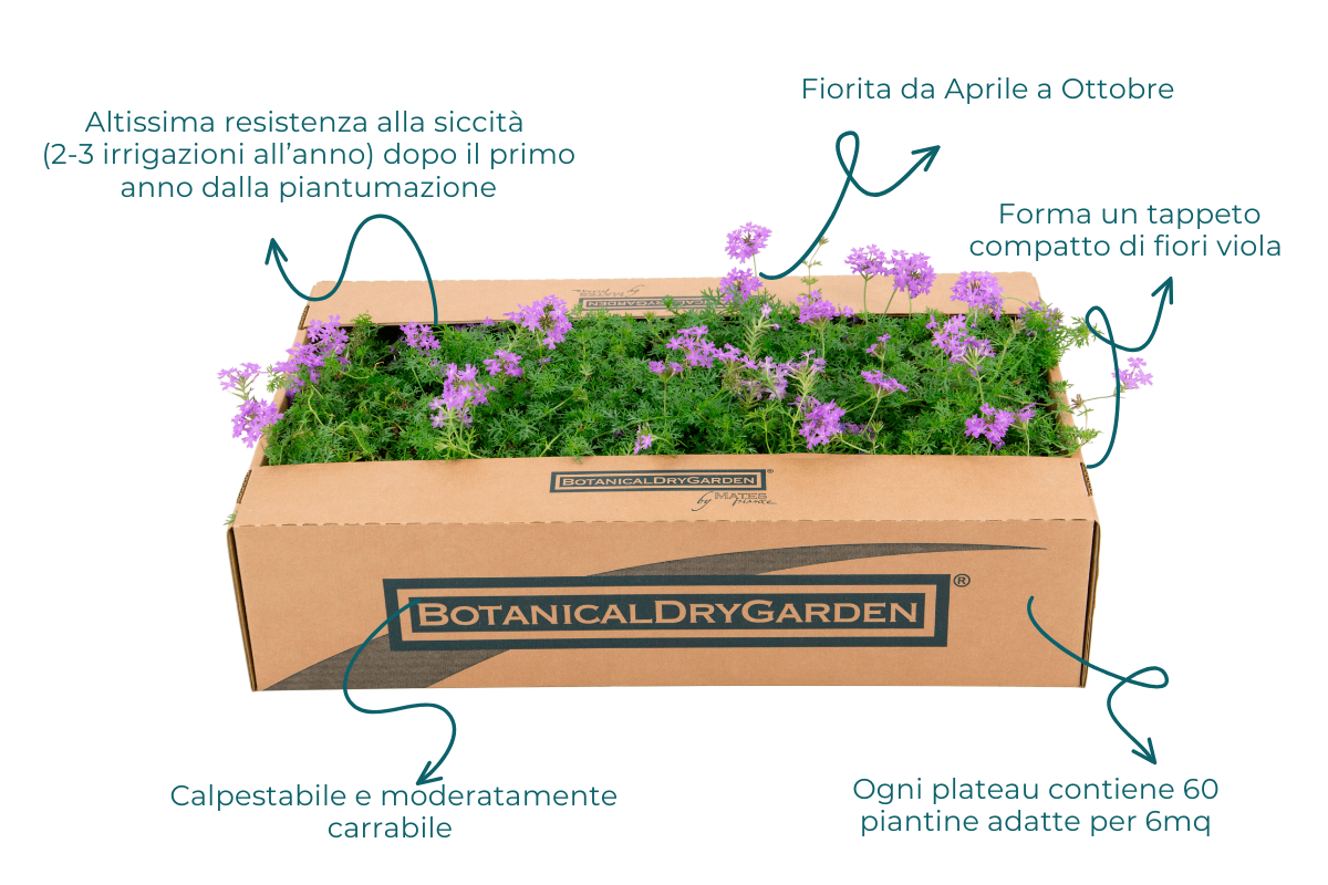 Prato di Verbena hybrida