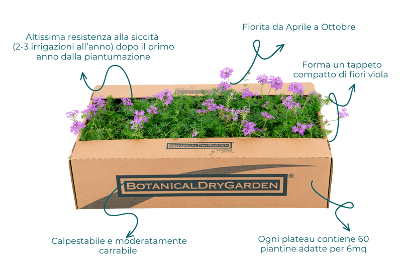Prato di Verbena hybrida