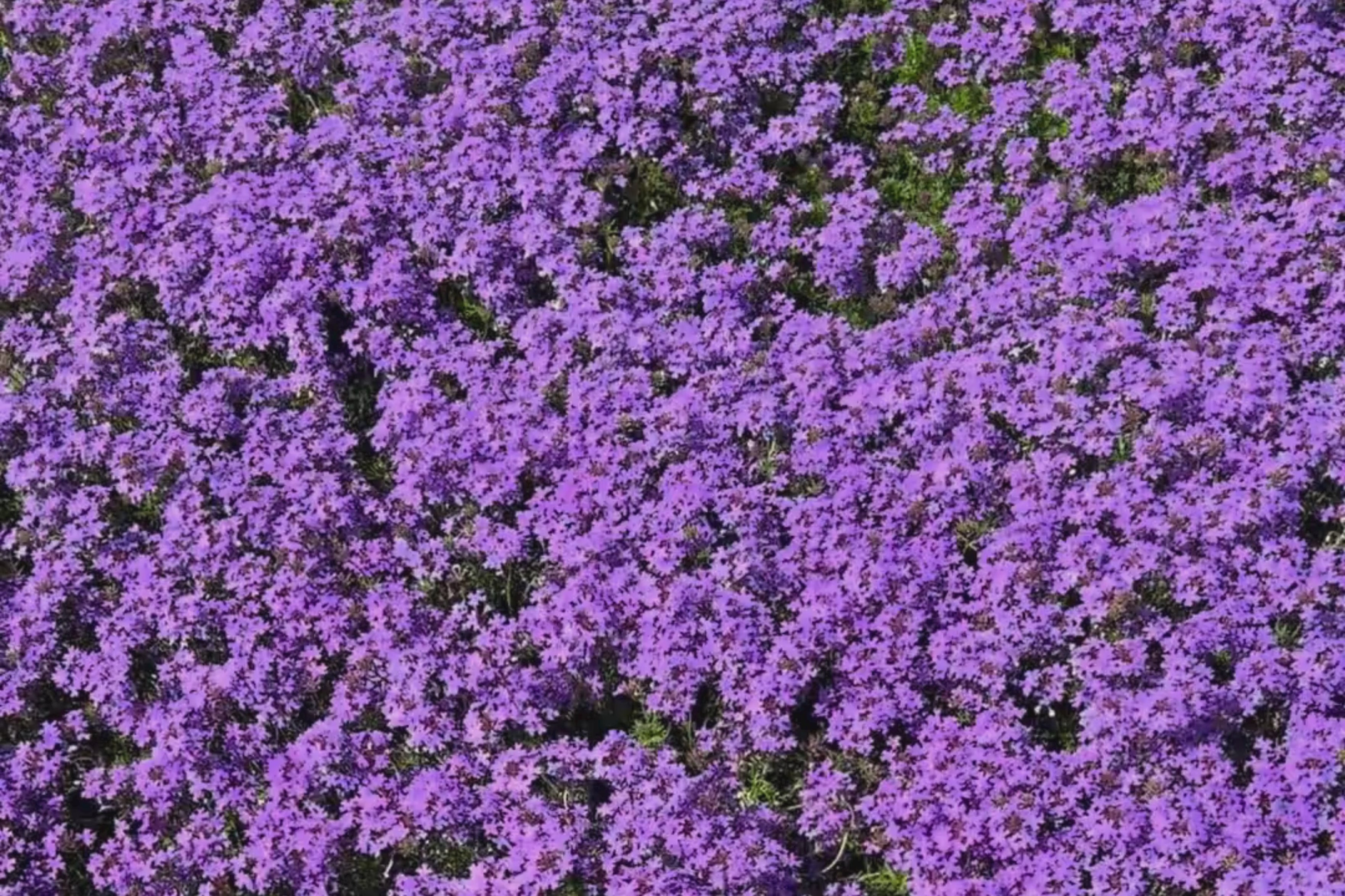 Prato di Verbena hybrida