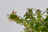 Dettaglio di una pianta di Abelia x grandiflora