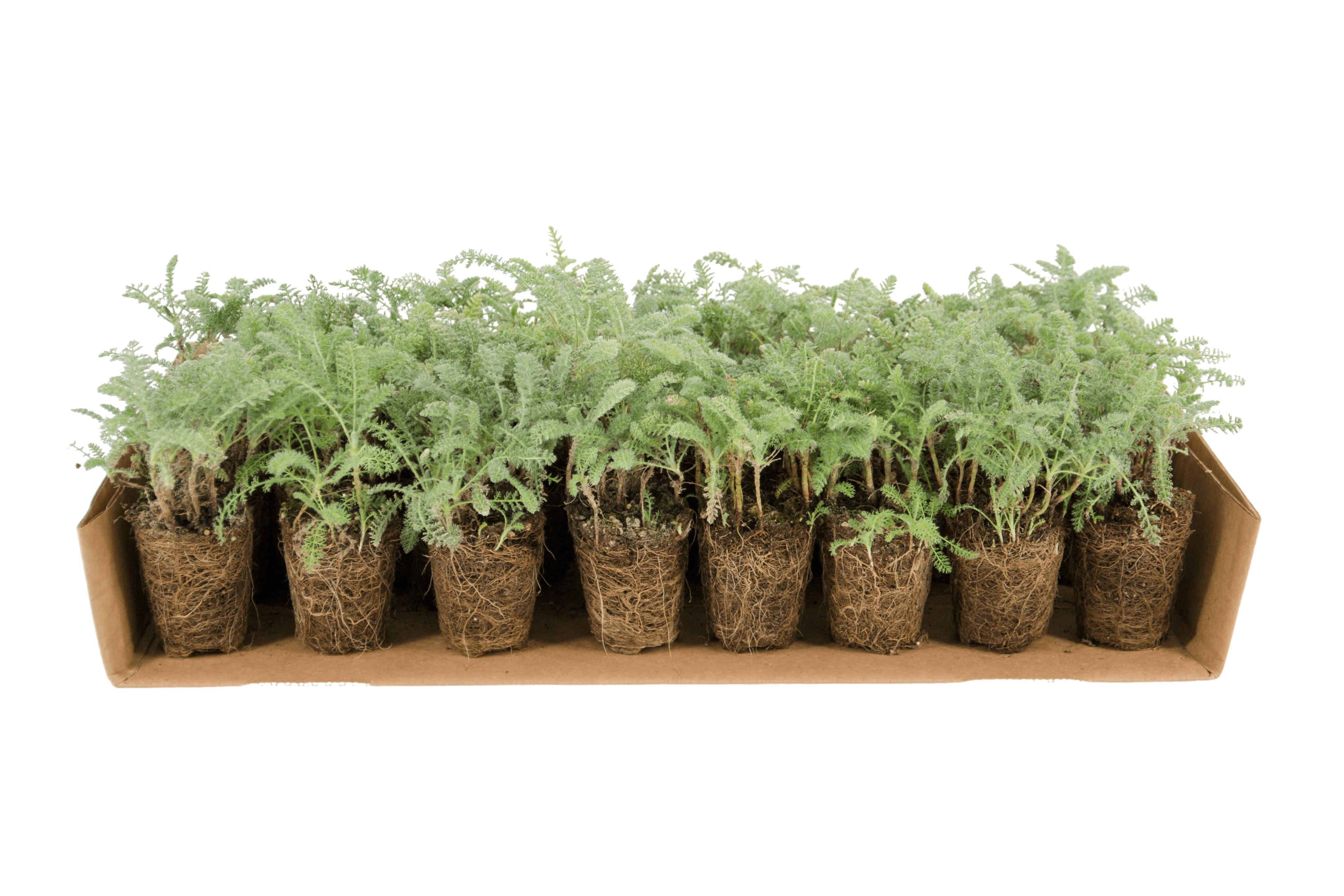 Plateau di piantine di Achillea crithmifolia