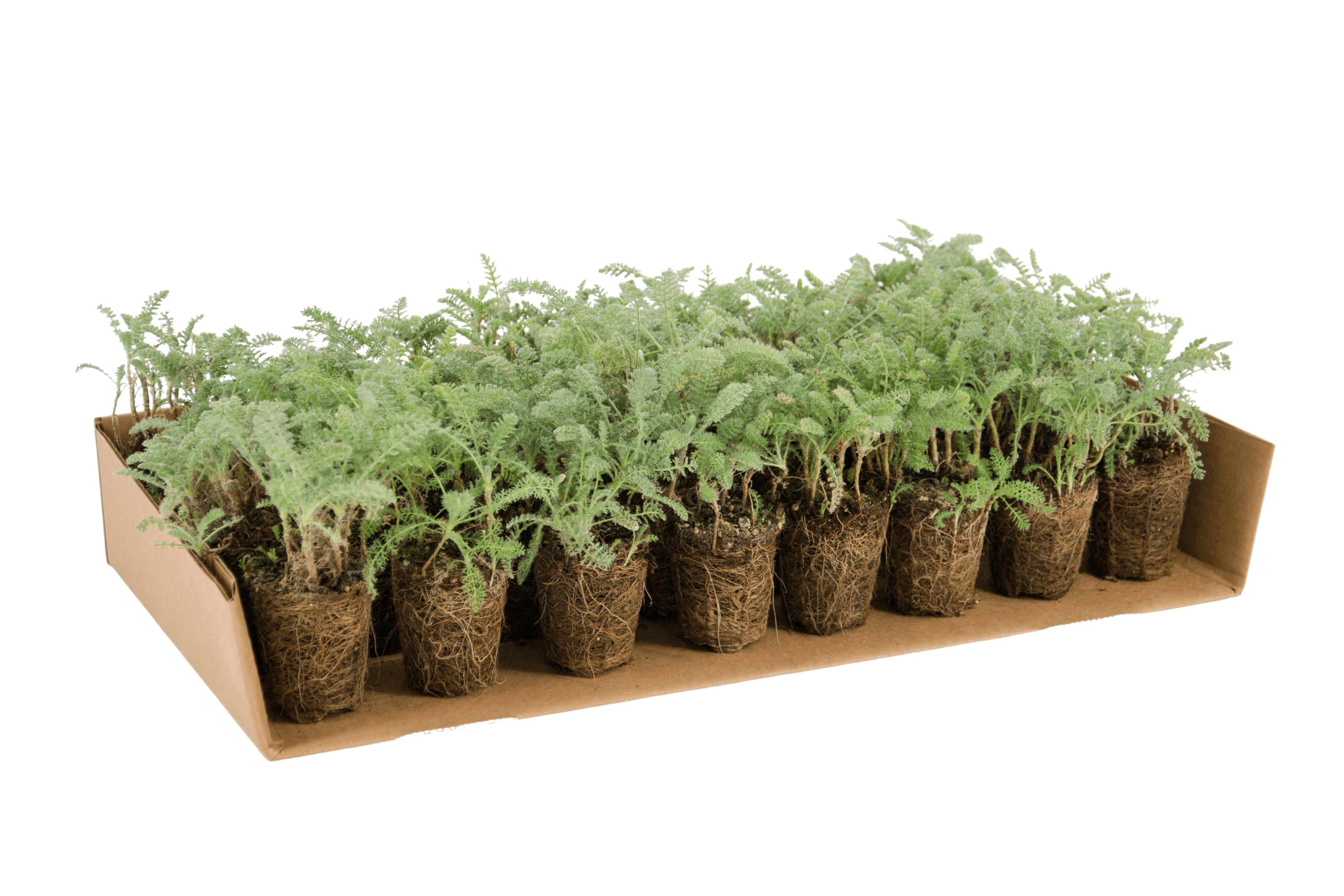 Plateau di piantine di Achillea crithmifolia