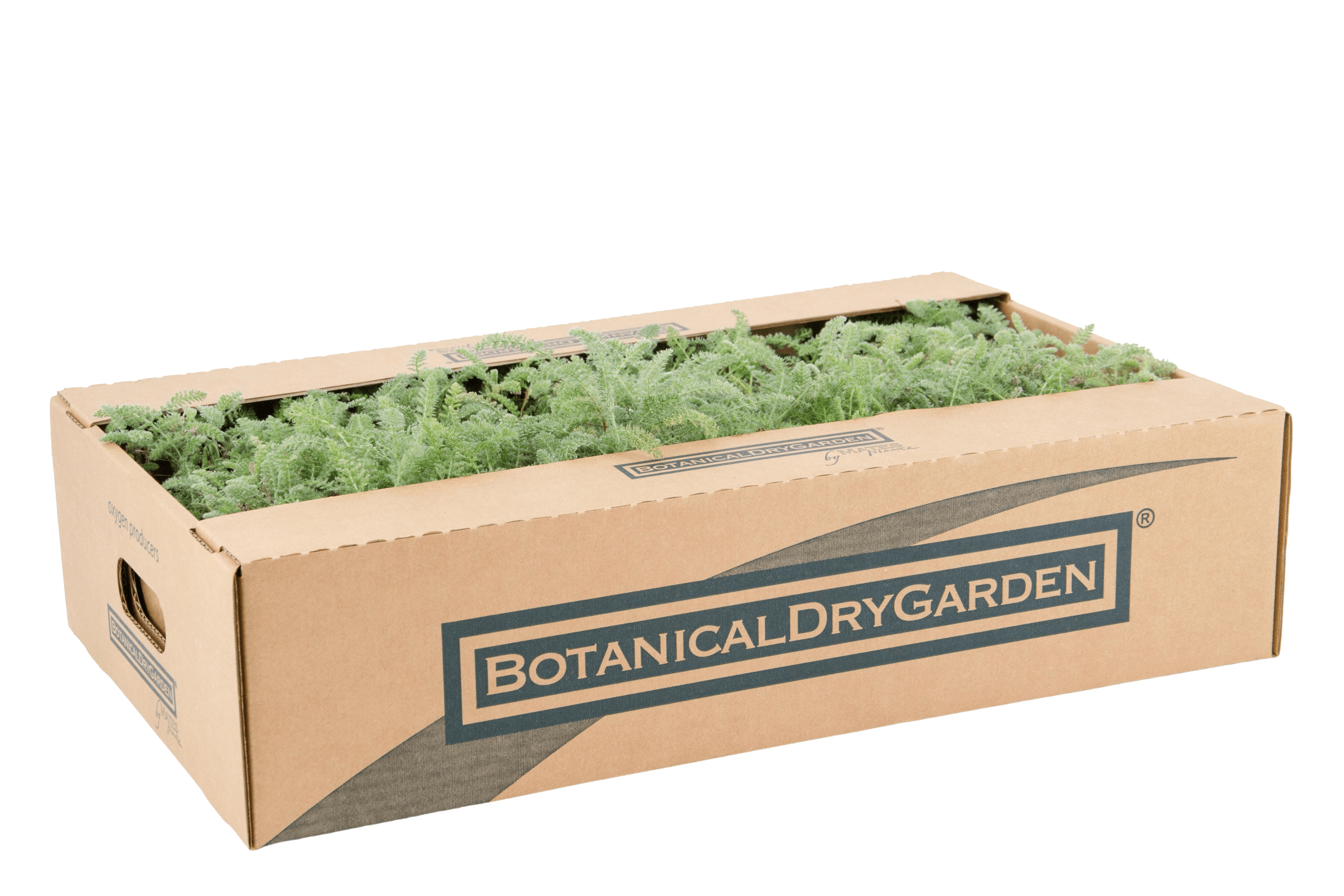 Plateau di piantine di Achillea crithmifolia pronto per la spedizione