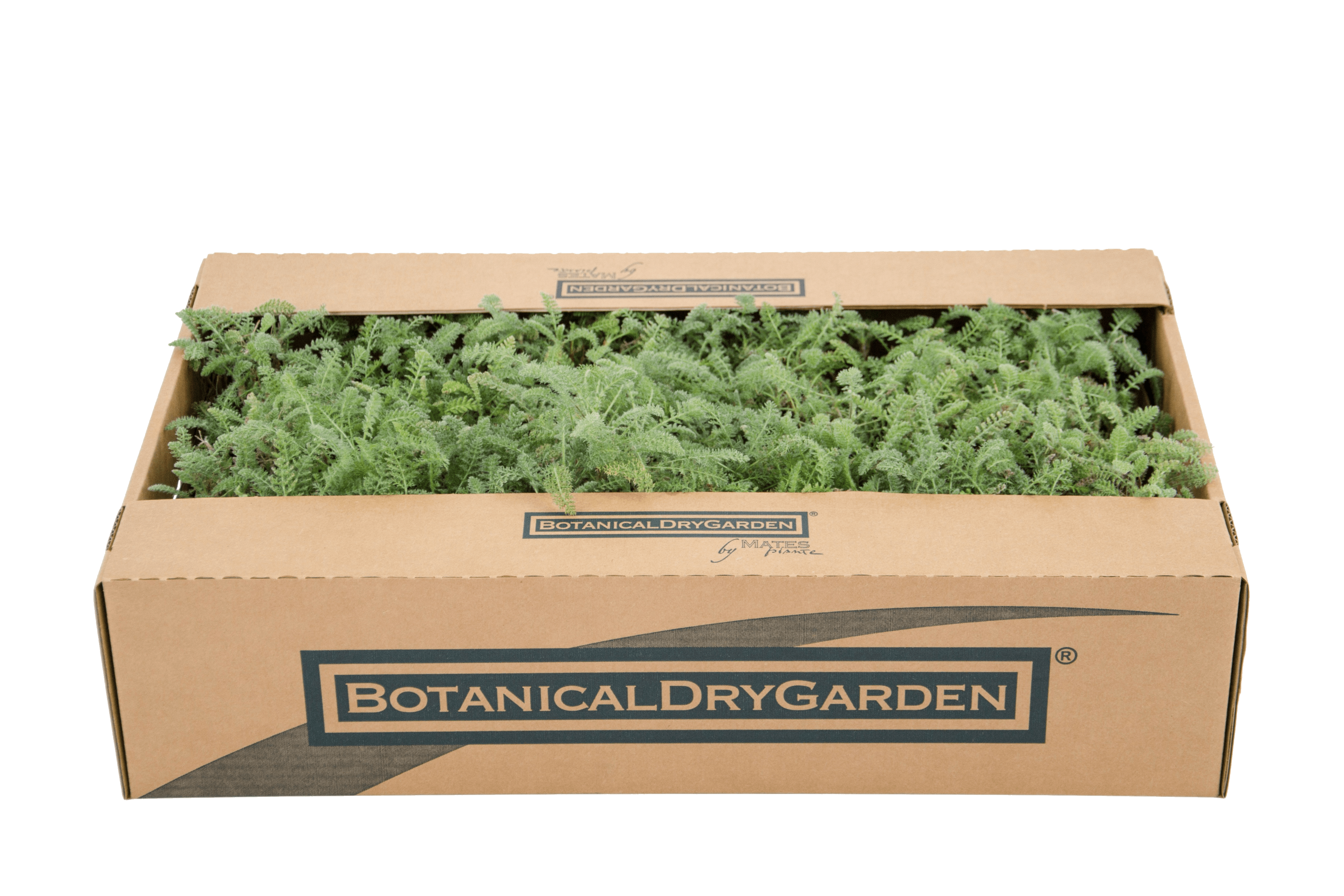 Plateau di piantine di Achillea crithmifolia pronto per la spedizione