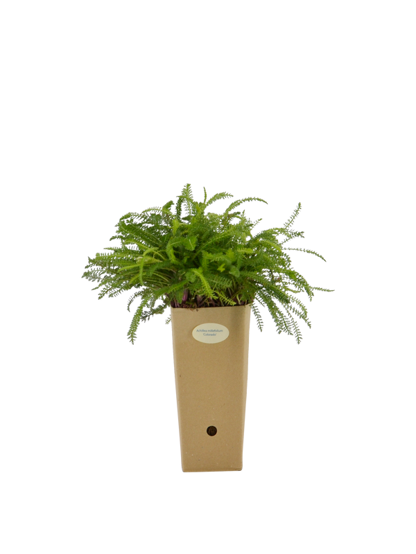 Pianta di Achillea millefolium 'Colorado' in vaso di cartone 9x9x20