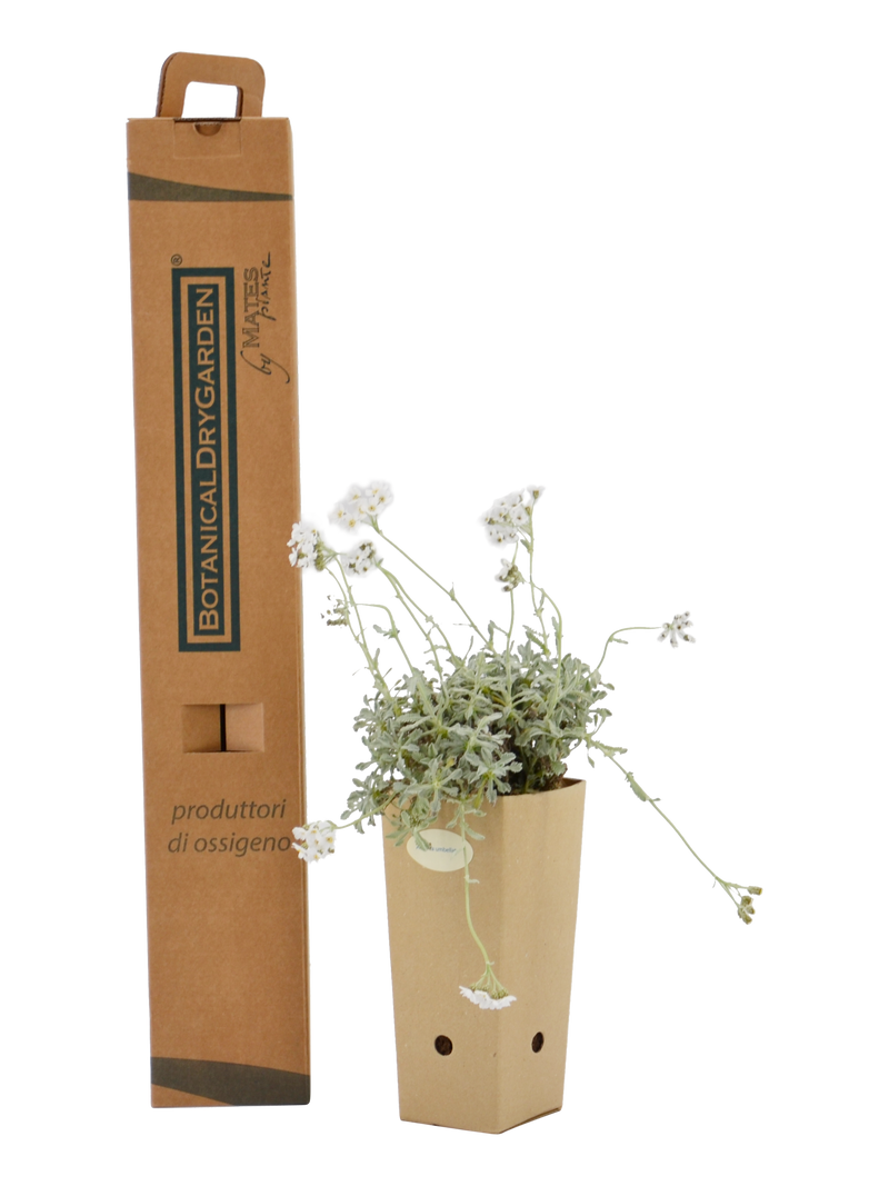 Pianta di Achillea umbrellata in vaso di cartone 9x9x20 con scatola BotanicalDryGarden 