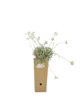 Pianta di Achillea umbrellata in vaso di cartone 9x9x20