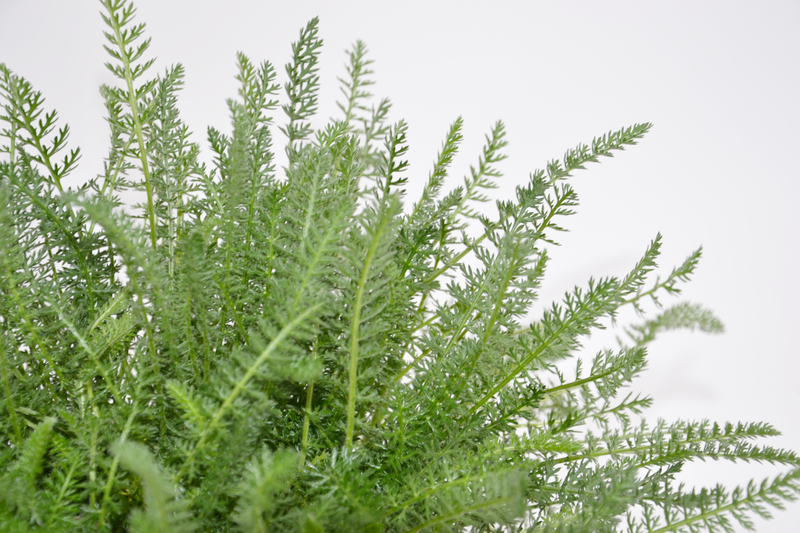 Dettaglio di una pianta di Achillea x 'Terracotta'