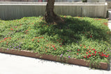 Bordures, haies et parterres de fleurs