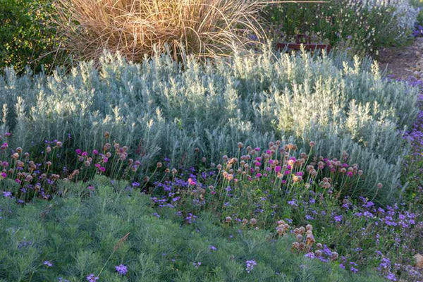 Bordures, haies et parterres de fleurs