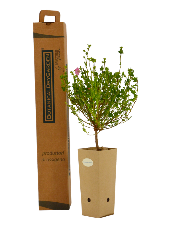 Pianta di Anisodontea capensis in vaso di cartone 9x9x20 con scatola BotanicalDryGarden 