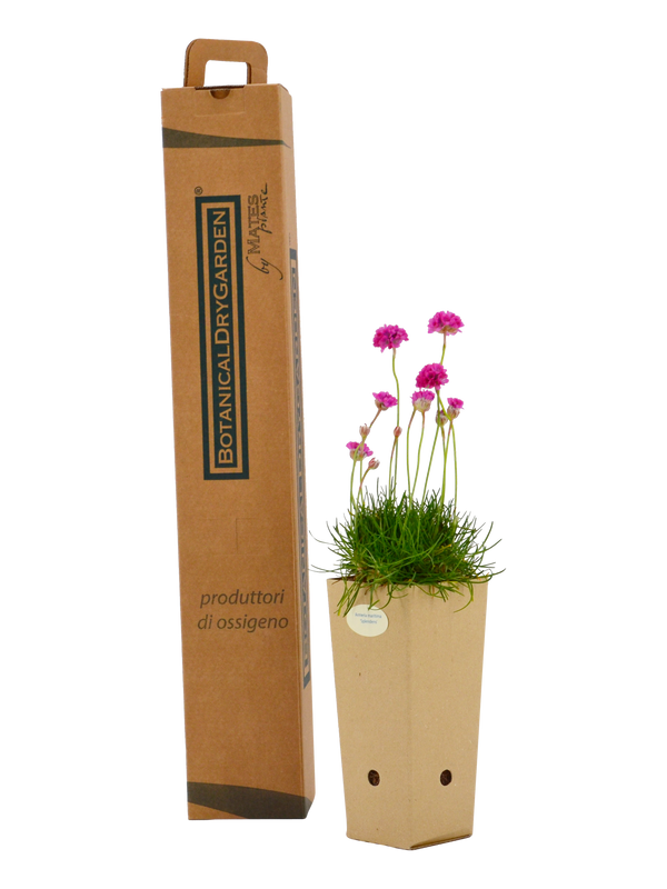 Pianta di Armeria maritima 'Splendens' in vaso di cartone 9x9x20 con scatola BotanicalDryGarden 