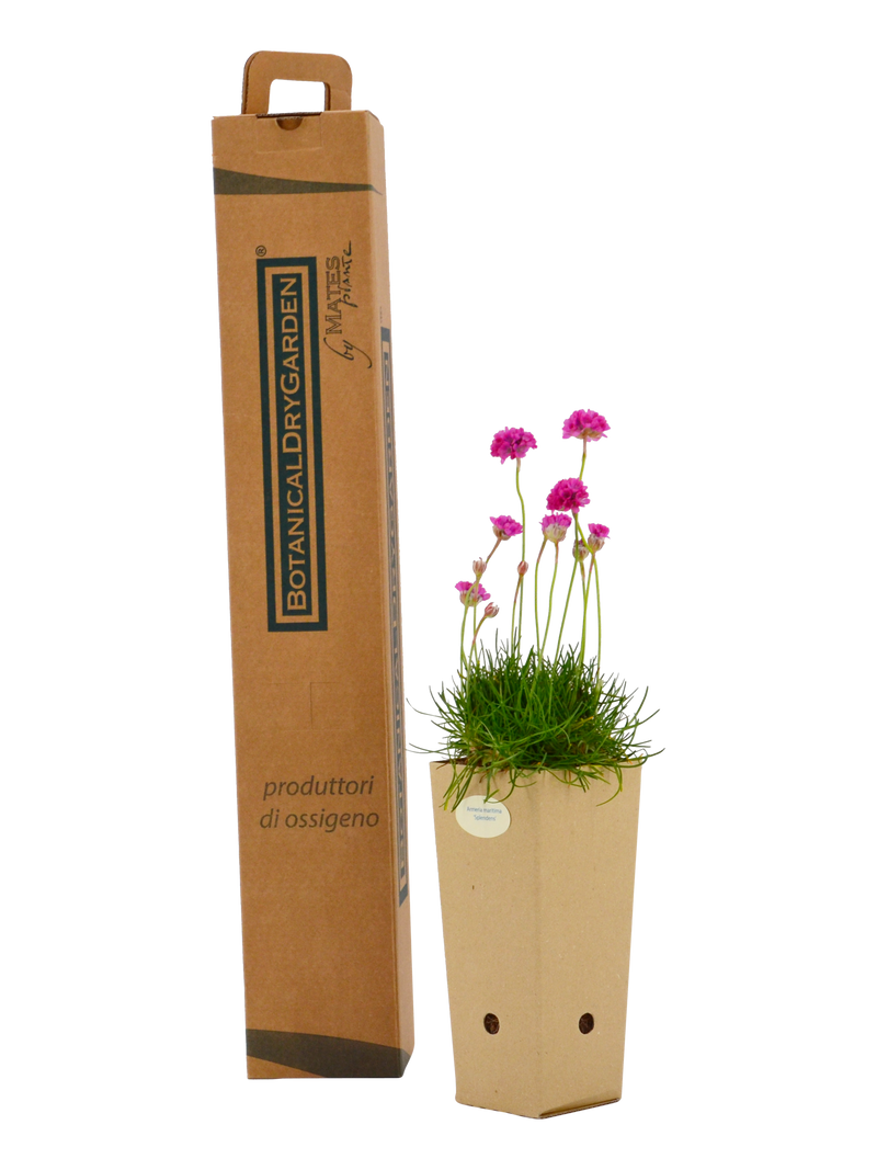 Pianta di Armeria maritima 'Splendens' in vaso di cartone 9x9x20 con scatola BotanicalDryGarden 