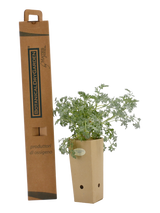 Pianta di Artemisia absinthium 'Argentea' in vaso di cartone 9x9x20 con scatola BotanicalDryGarden 