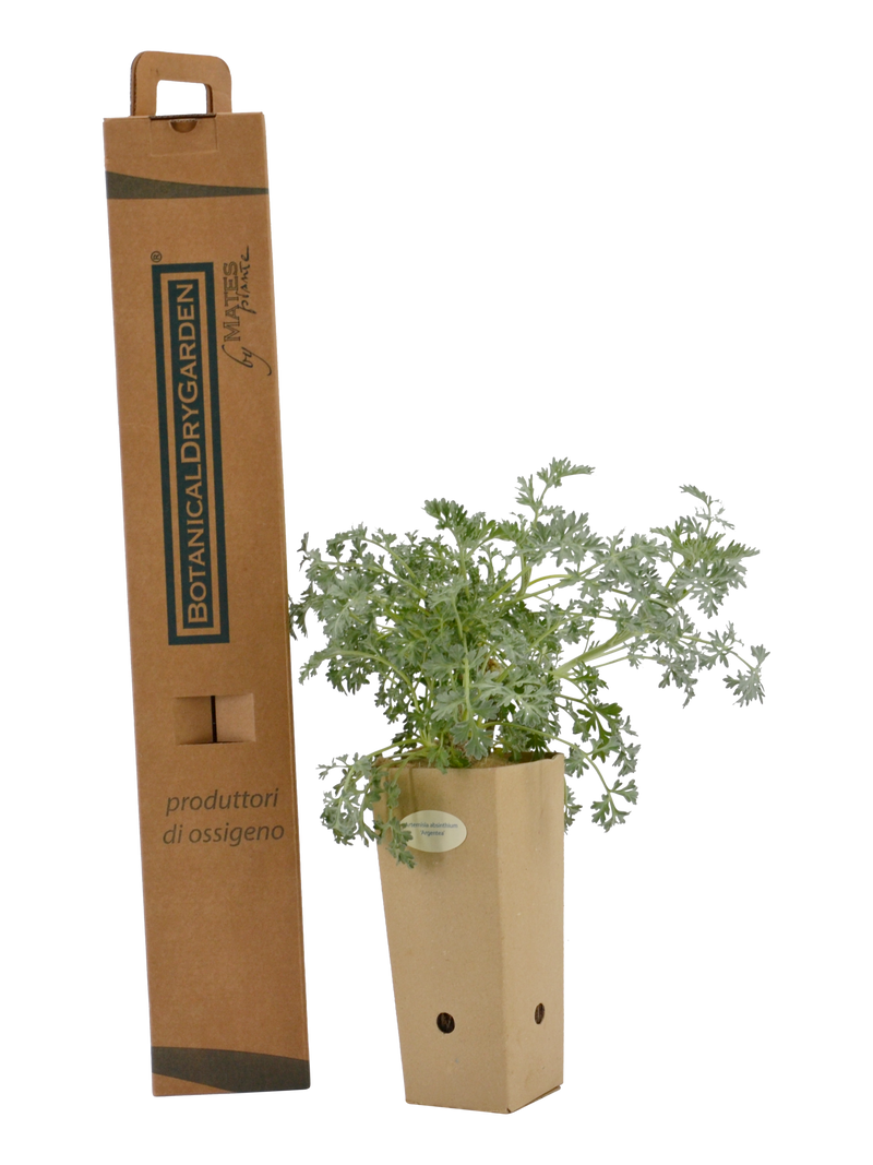 Pianta di Artemisia absinthium 'Argentea' in vaso di cartone 9x9x20 con scatola BotanicalDryGarden 