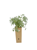 Pianta di Artemisia absinthium 'Argentea' in vaso di cartone 9x9x20