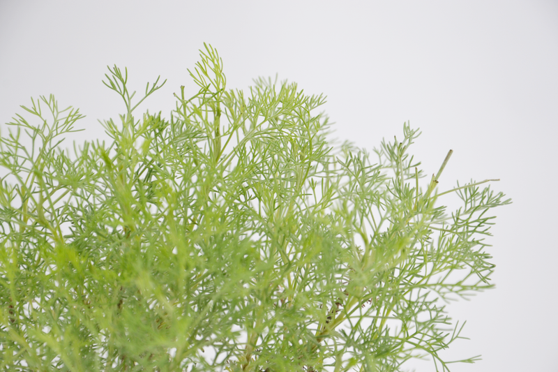 Dettaglio di una pianta di Artemisia alba