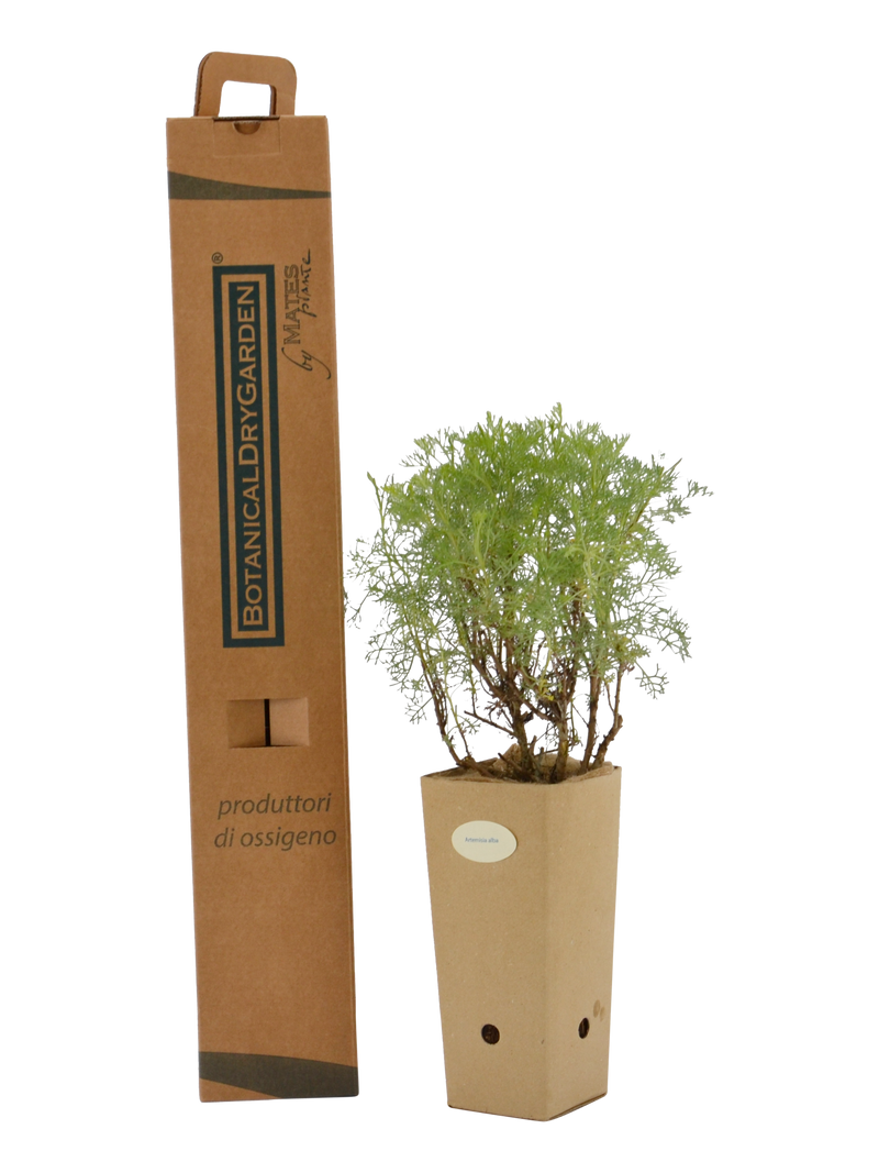 Pianta di Artemisia alba in vaso di cartone 9x9x20 con scatola BotanicalDryGarden