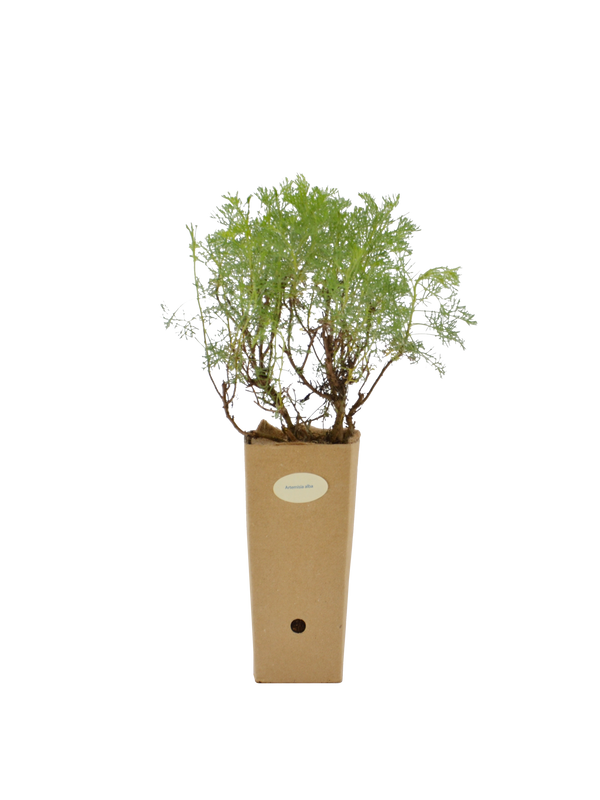Pianta di Artemisia alba in vaso di cartone 9x9x20