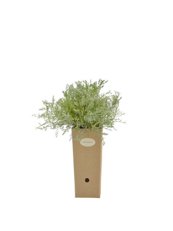 Pianta di Artemisia cretacea in vaso di cartone 9x9x20