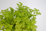 Dettaglio di una pianta di Artemisia lactiflora