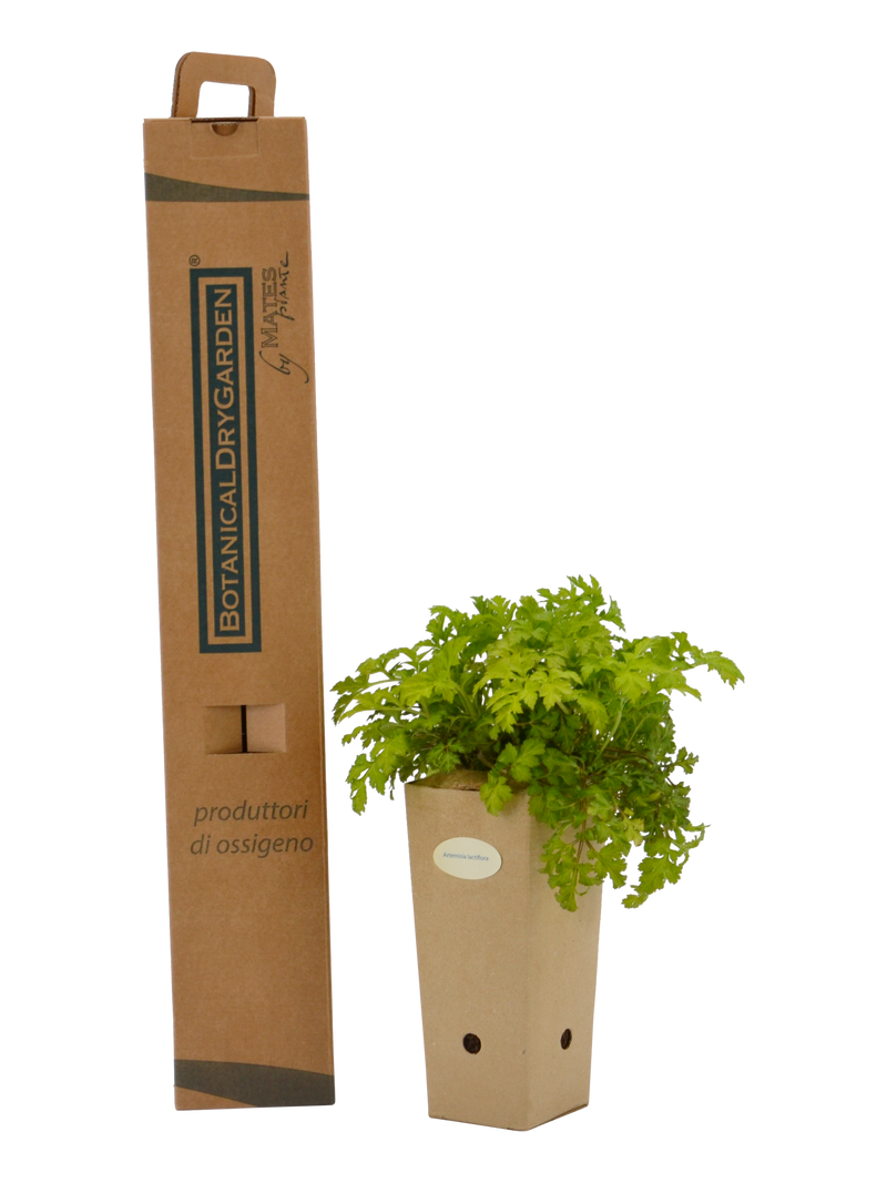 Pianta di Artemisia lactiflora in vaso di cartone 9x9x20 con scatola BotanicalDryGarden 