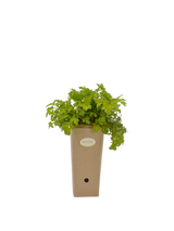 Pianta di Artemisia lactiflora in vaso di cartone 9x9x20