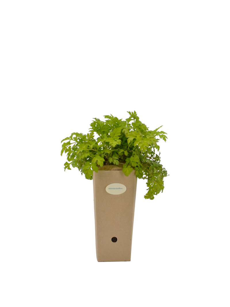Pianta di Artemisia lactiflora in vaso di cartone 9x9x20