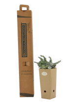 Dettaglio di una pianta di Artemisia lanata