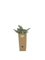 Pianta di Artemisia lanata in vaso di cartone 9x9x20