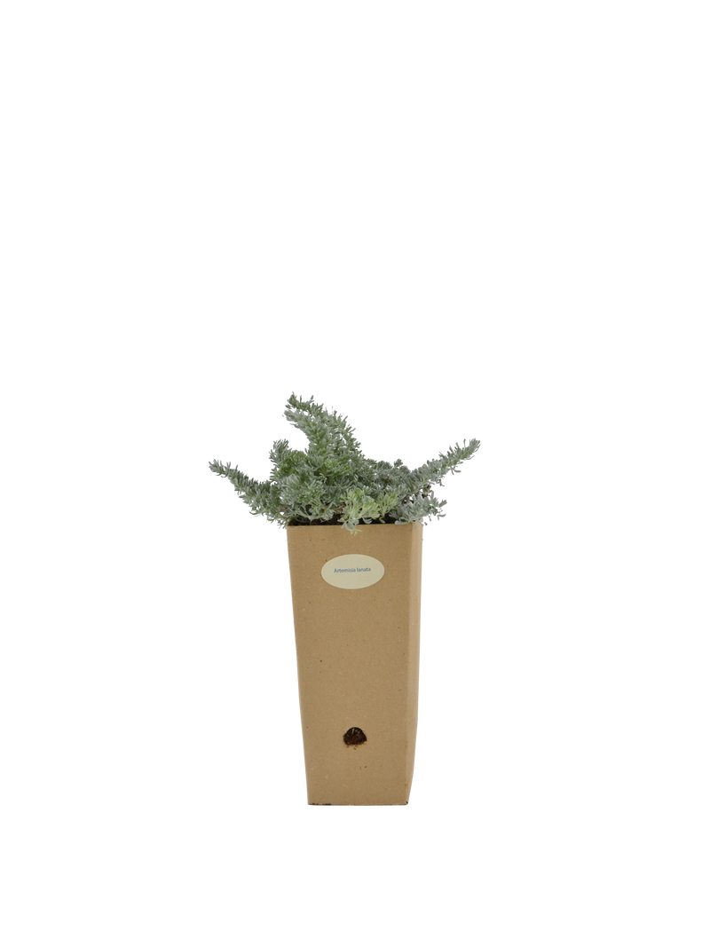 Pianta di Artemisia lanata in vaso di cartone 9x9x20