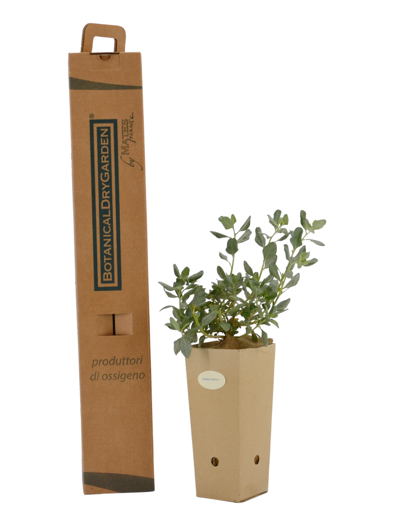Pianta di Atriplex halimus in vaso di cartone 9x9x20 con scatola BotanicalDryGarden 