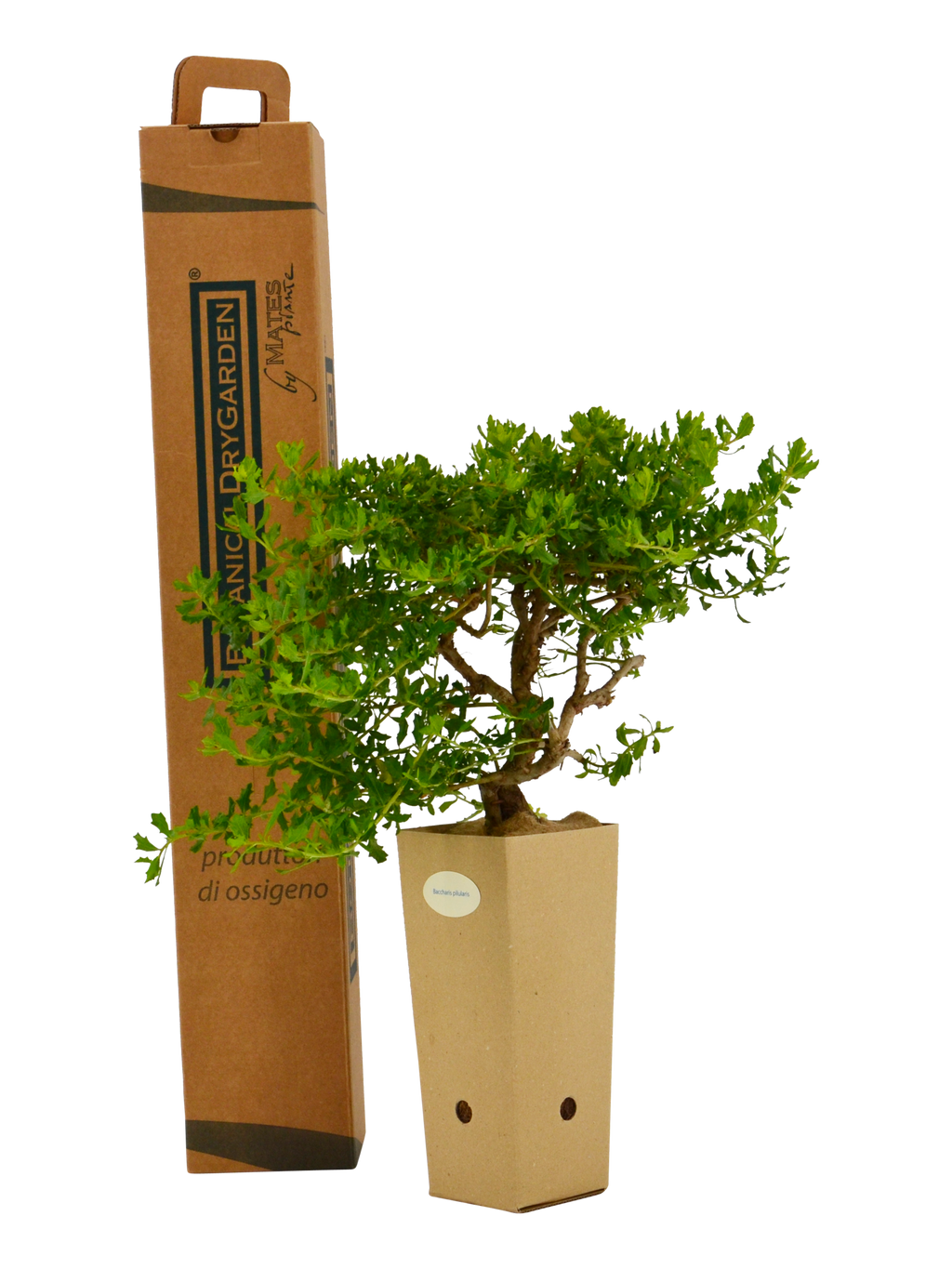 Baccharis pilularis BotanicalDryGarden