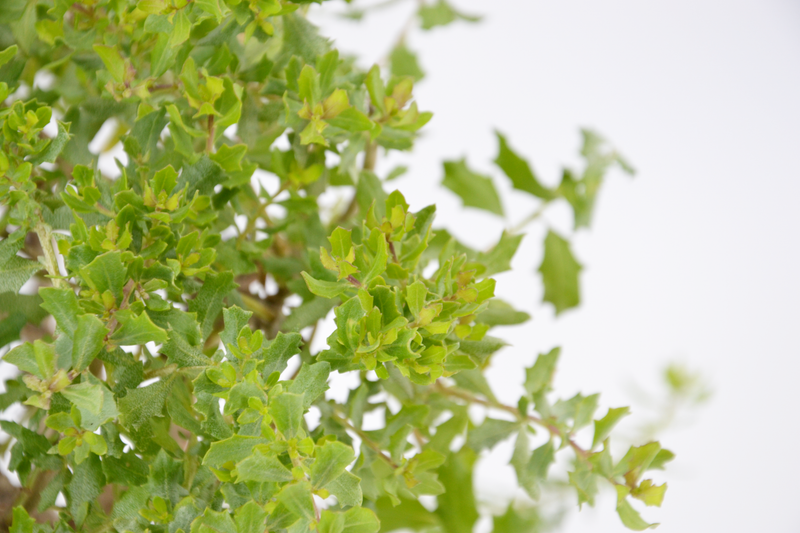 Dettaglio di una pianta di Baccharis pilularis 'Twin Peaks'
