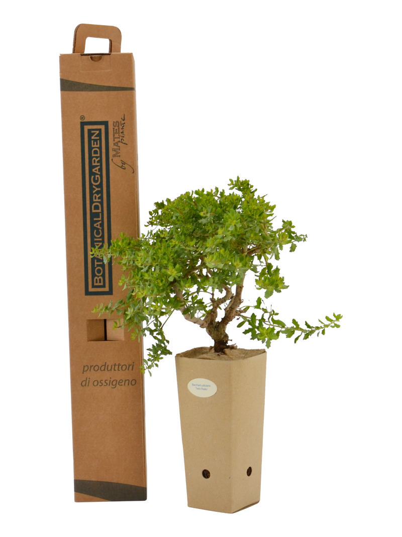 Pianta di Baccharis pilularis 'Twin Peaks' in vaso di cartone 9x9x20 con scatola BotanicalDryGarden 